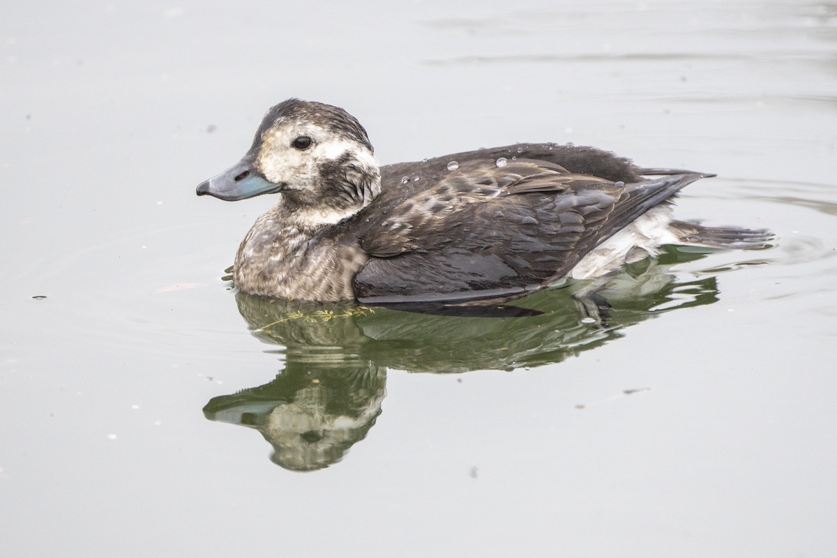 コオリガモ - ML507826311