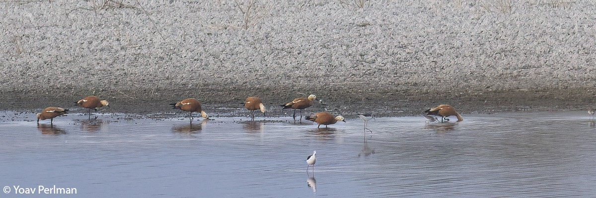 Ruddy Shelduck - ML507826671