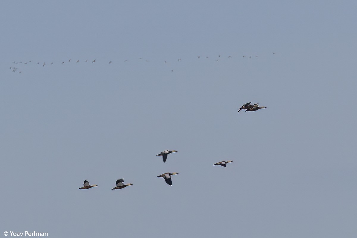 Ruddy Shelduck - ML507826681