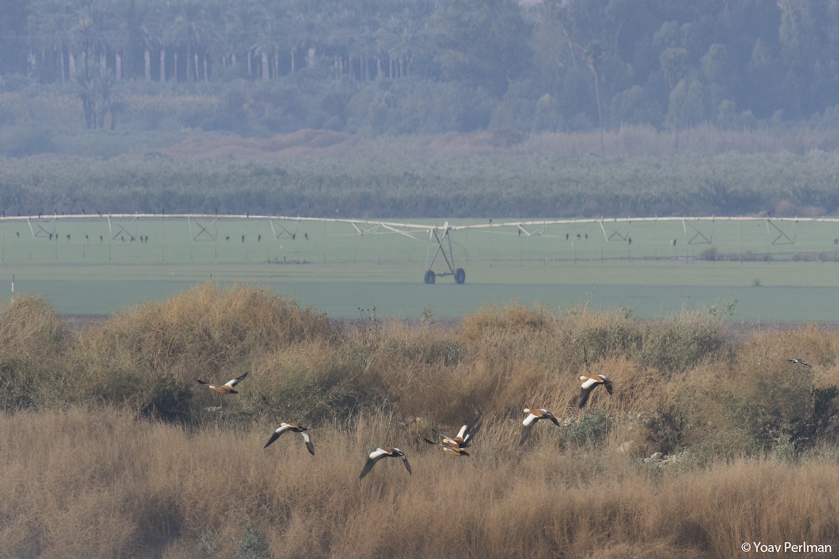 Ruddy Shelduck - ML507826691