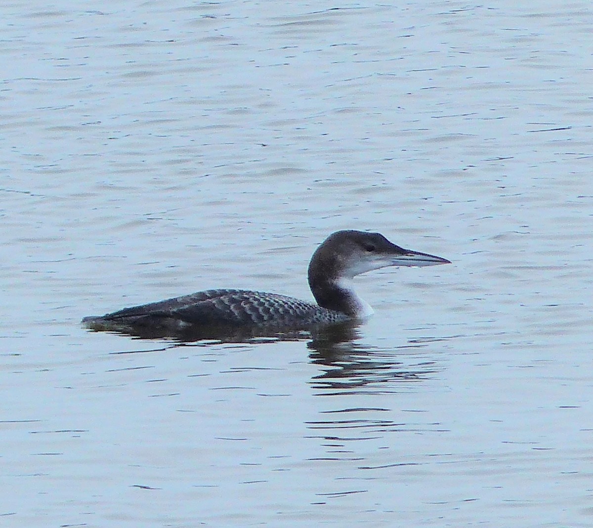 Plongeon huard - ML507828471