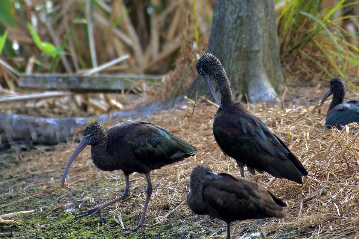 Glossy Ibis - ML507829011