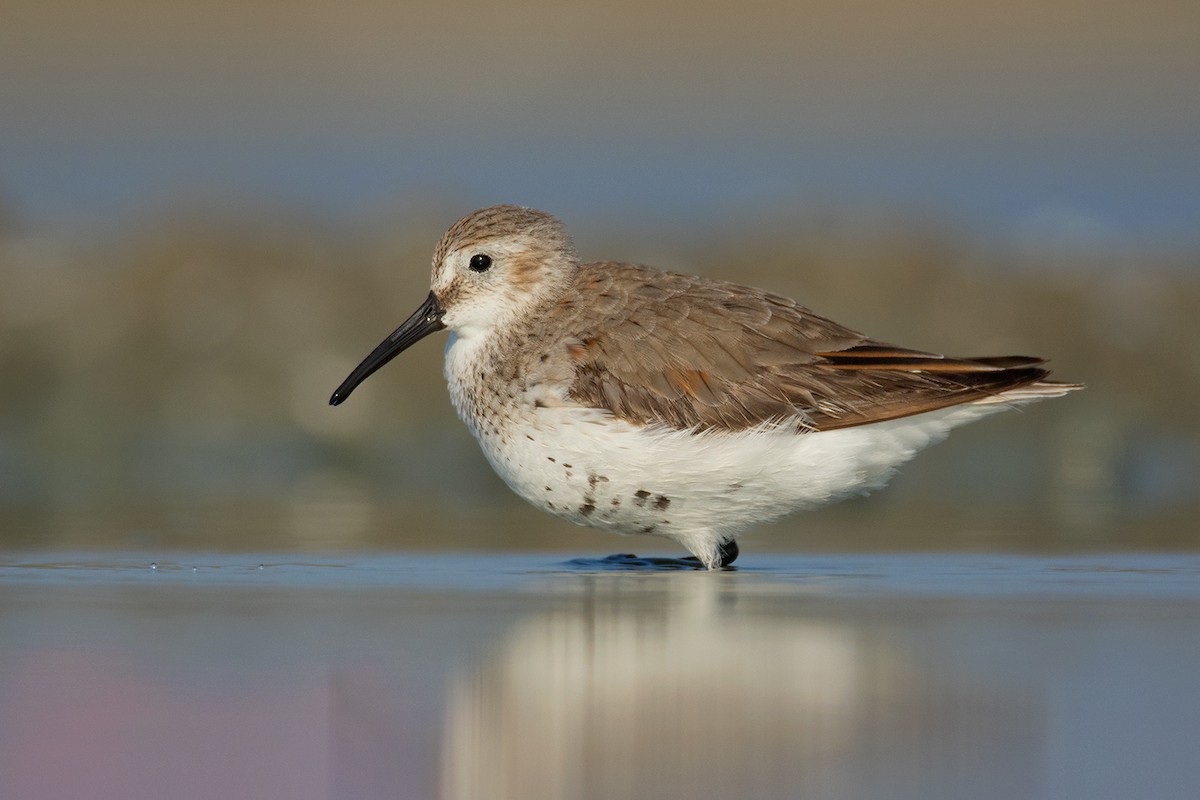 Dunlin - Calidris alpina - Media Search - Macaulay Library and eBird