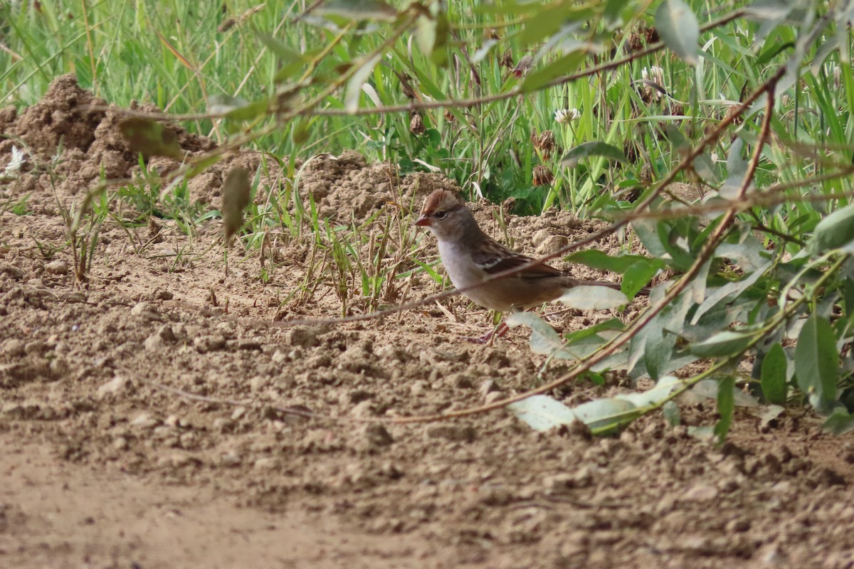 White-crowned Sparrow - Darcy Juday