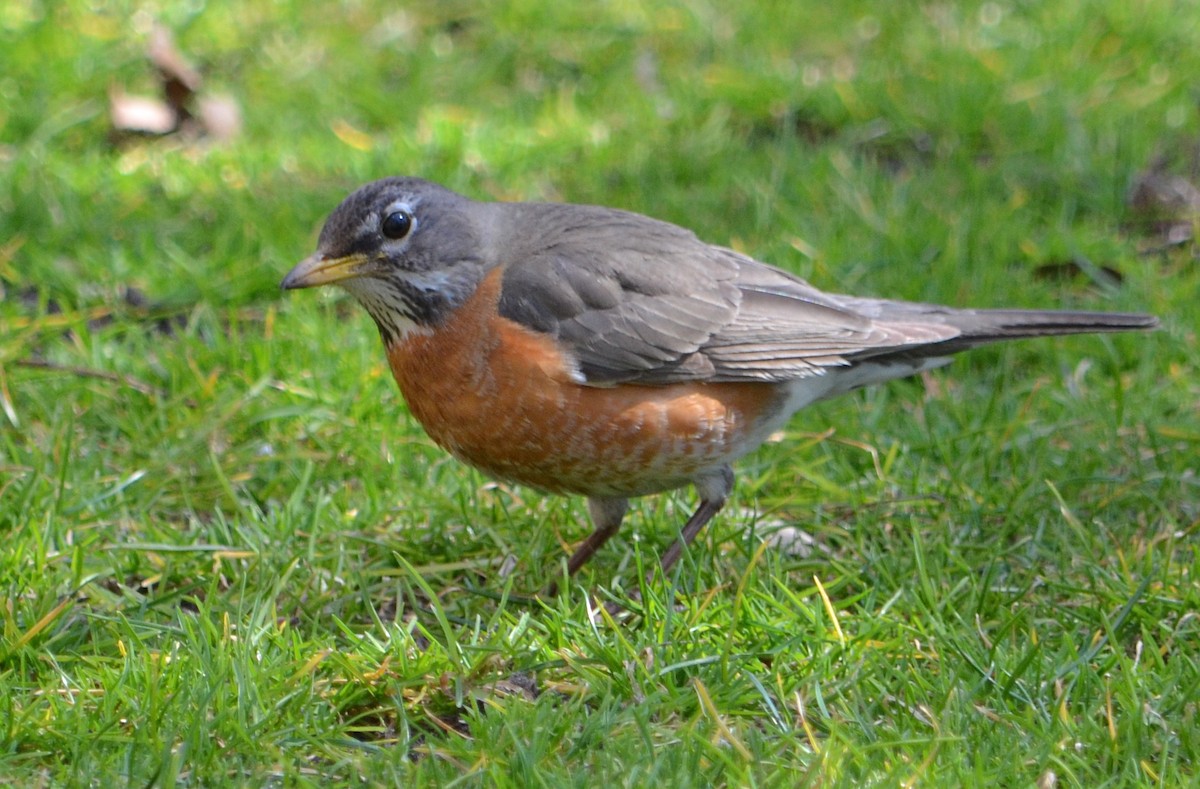 American Robin - Jeanne Tao