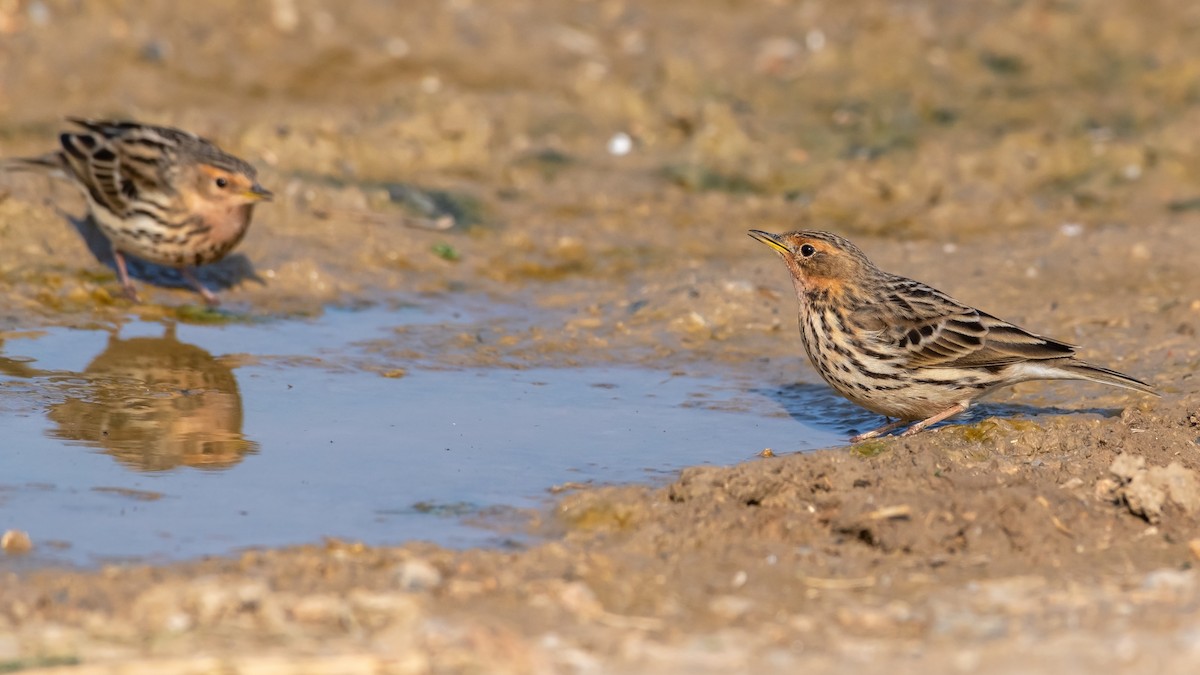Red-throated Pipit - Eren Aksoylu