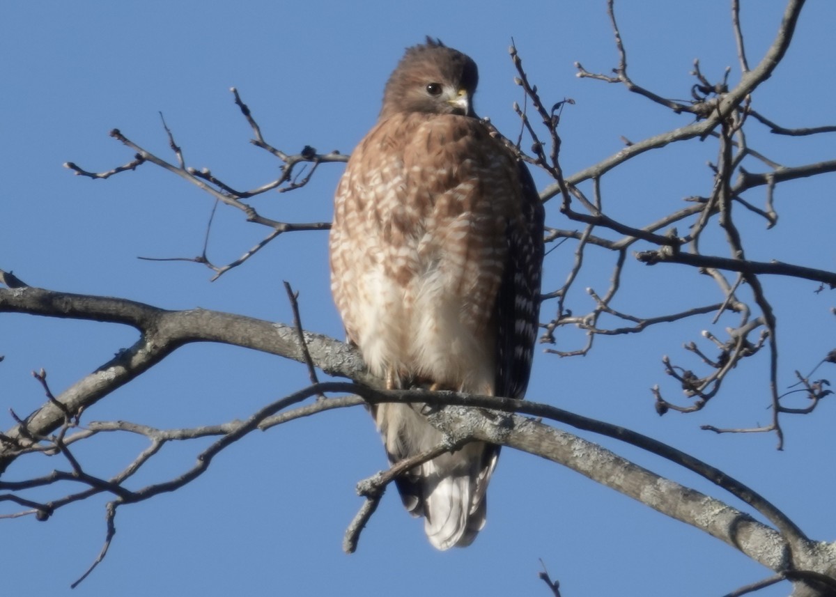 Red-shouldered Hawk - John Marshall