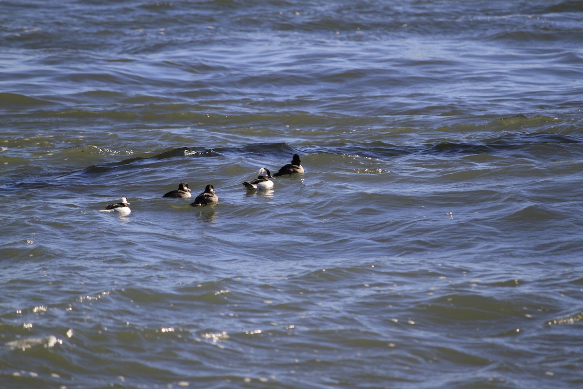 Bufflehead - ML507831331