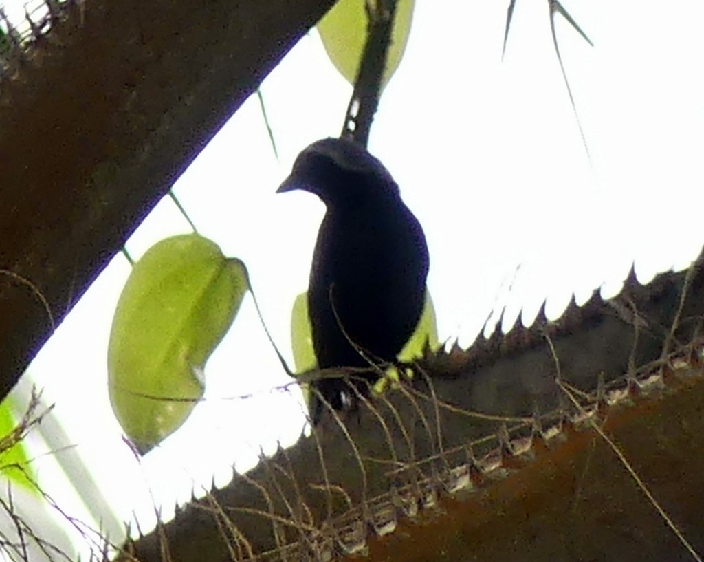 Gray-headed Nigrita - Femi Faminu