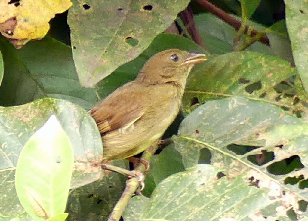 Little Greenbul - ML507833381