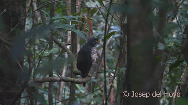 Slaty-backed Forest-Falcon - ML507833421