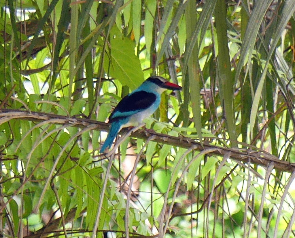 Blue-breasted Kingfisher - ML507833431