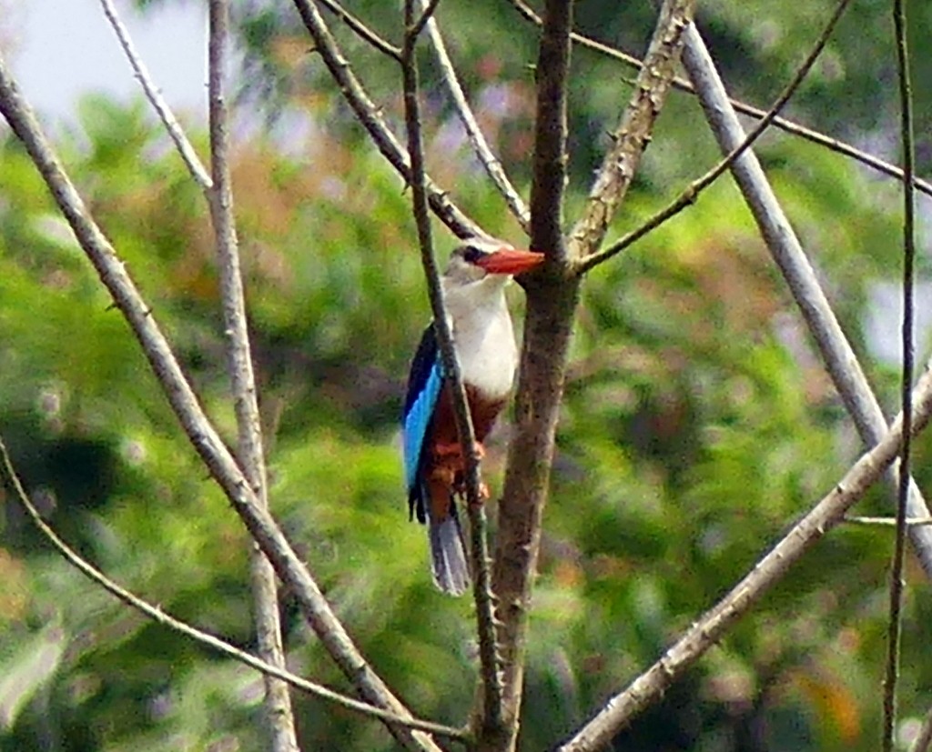 Gray-headed Kingfisher - ML507833781