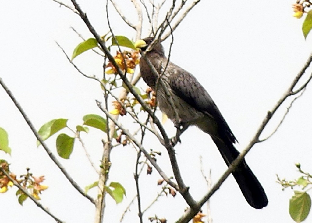 Western Plantain-eater - ML507833831