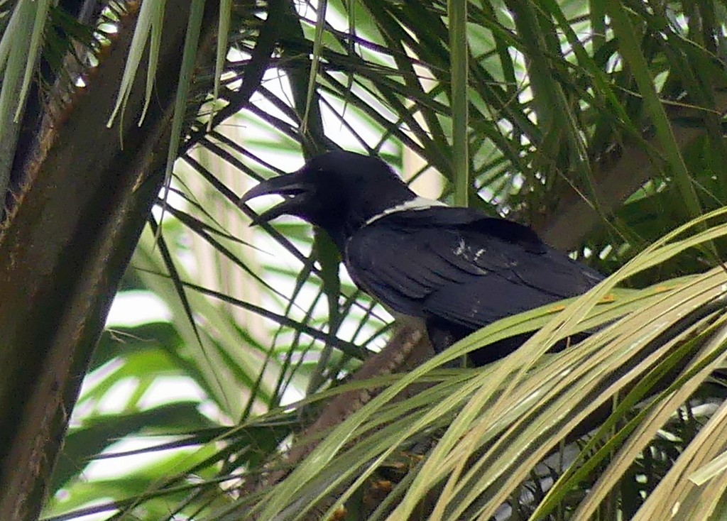 Pied Crow - ML507833971