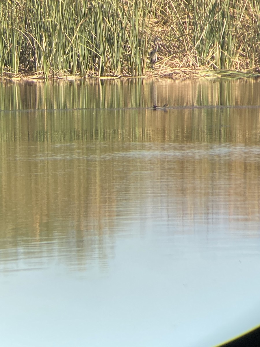 Common Gallinule - ML507833991