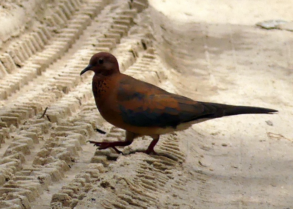 Laughing Dove - ML507834051