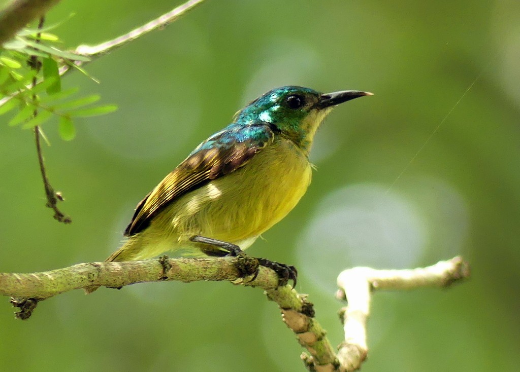 Collared Sunbird - ML507834101