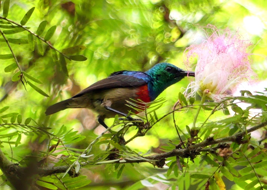 Olive-bellied Sunbird - ML507834181