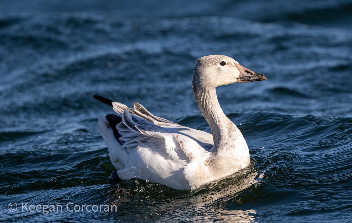 husa sněžní - ML507834631