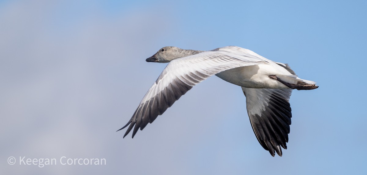 husa sněžní - ML507834641