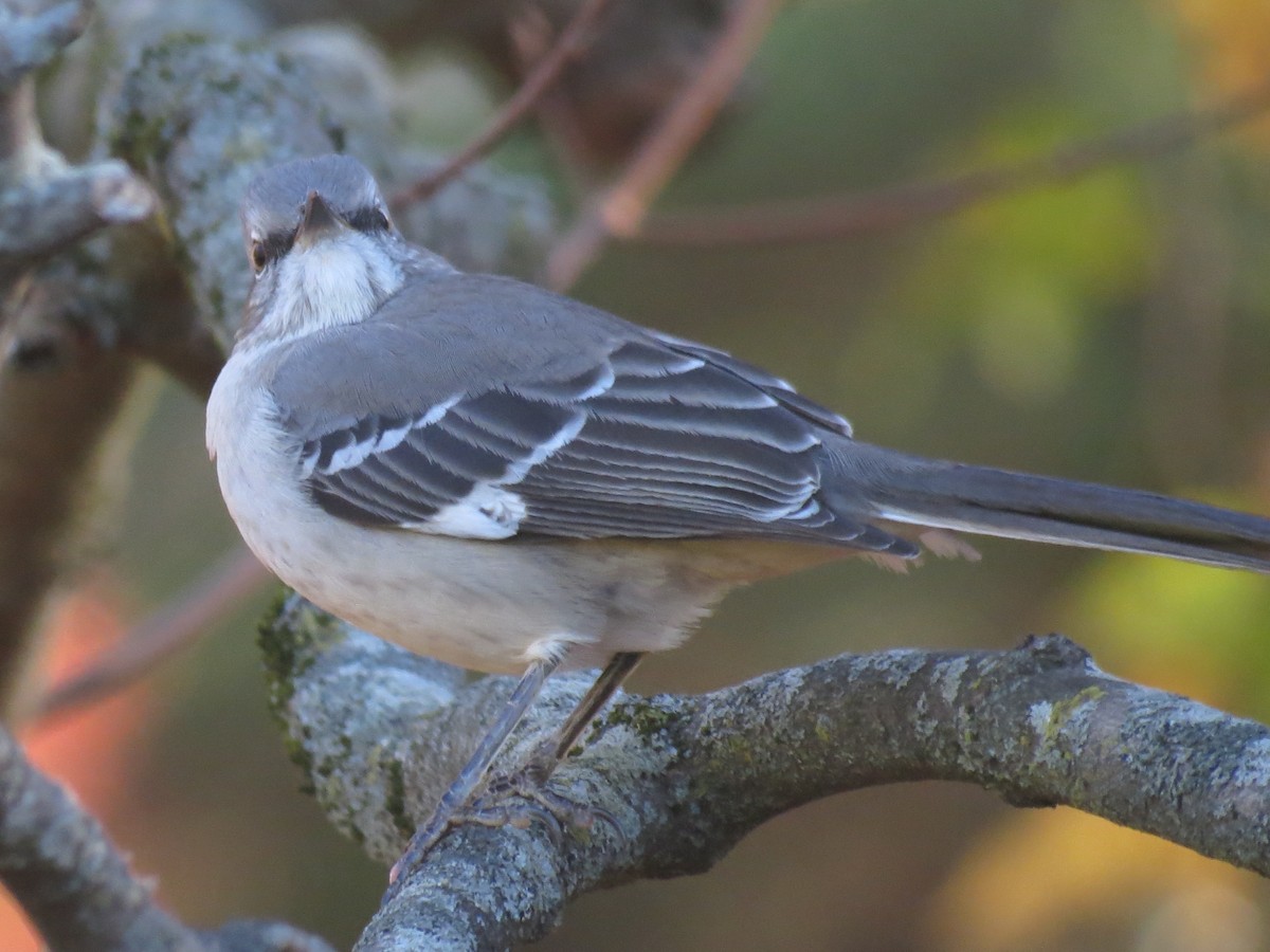 Northern Mockingbird - ML507836581