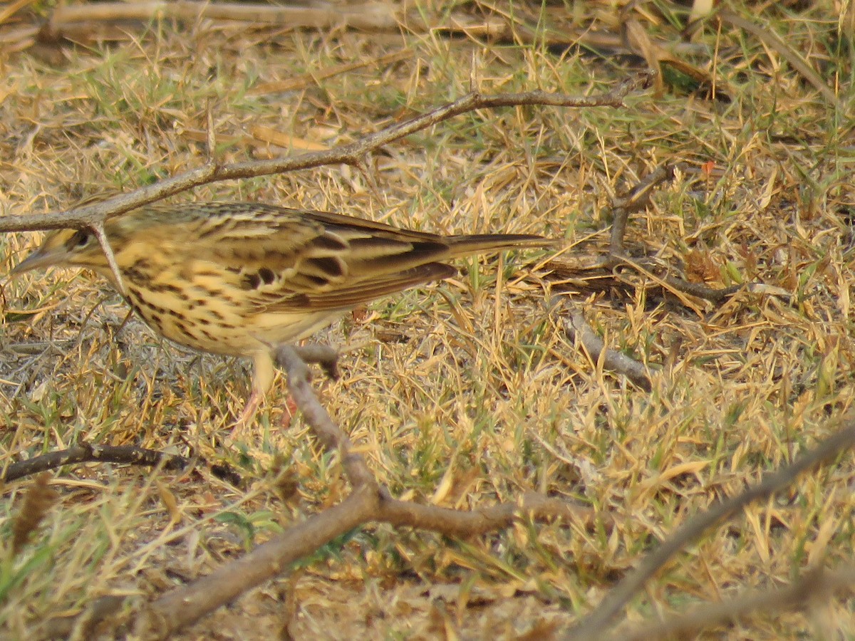 Tree Pipit - ML50783671