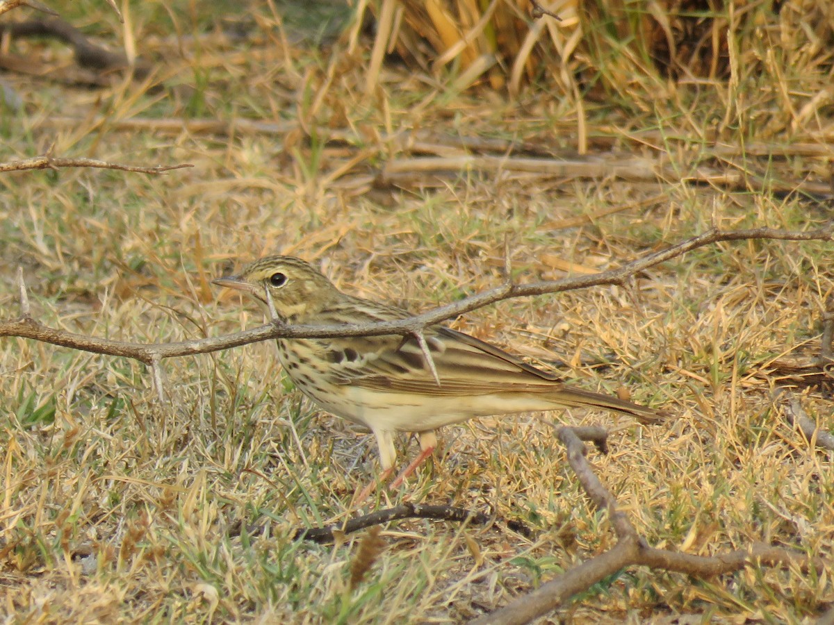 Tree Pipit - ML50783681