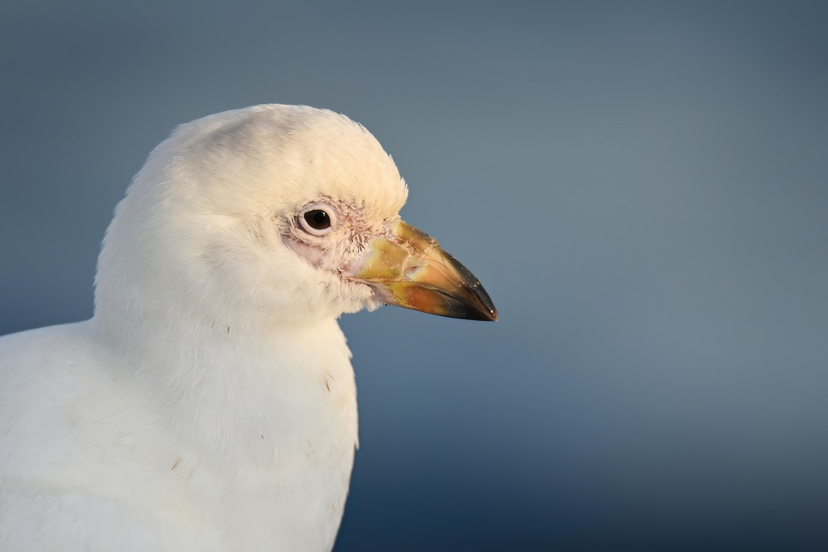 Snowy Sheathbill - Regard Van Dyk