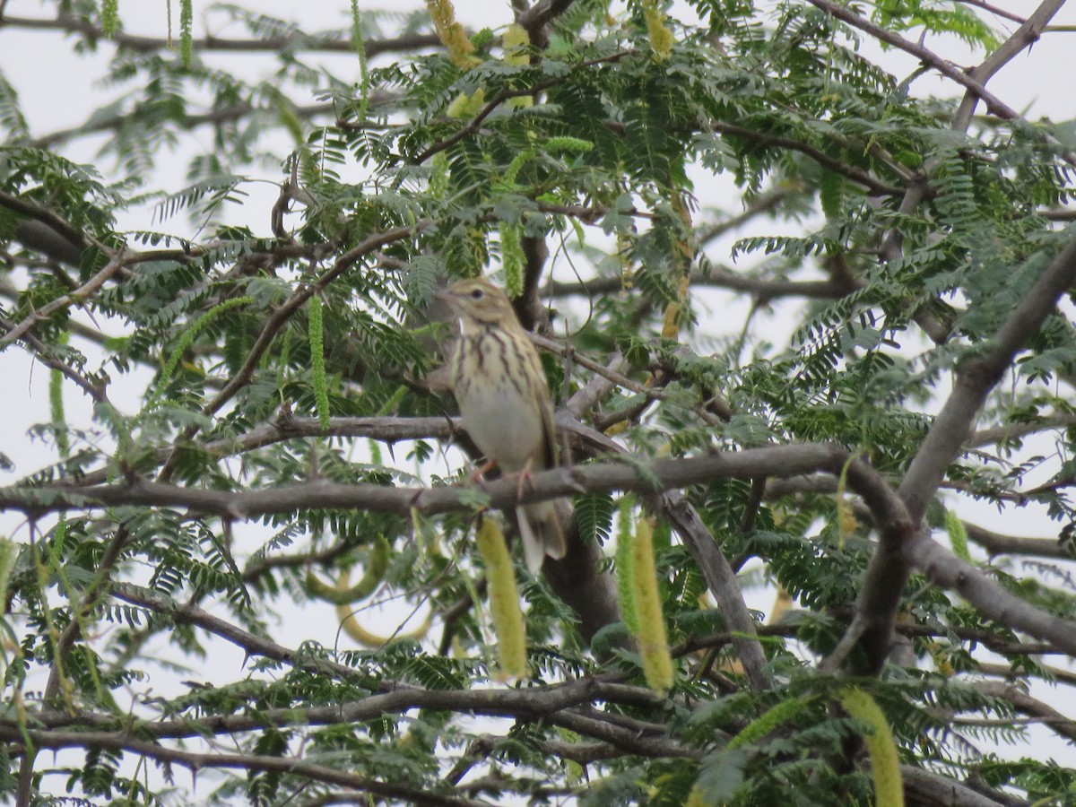 Tree Pipit - ML50783841