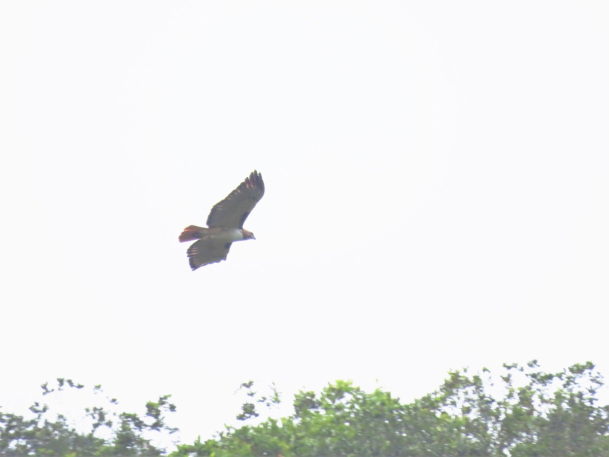 Red-tailed Hawk (kemsiesi/hadropus) - ML507839231