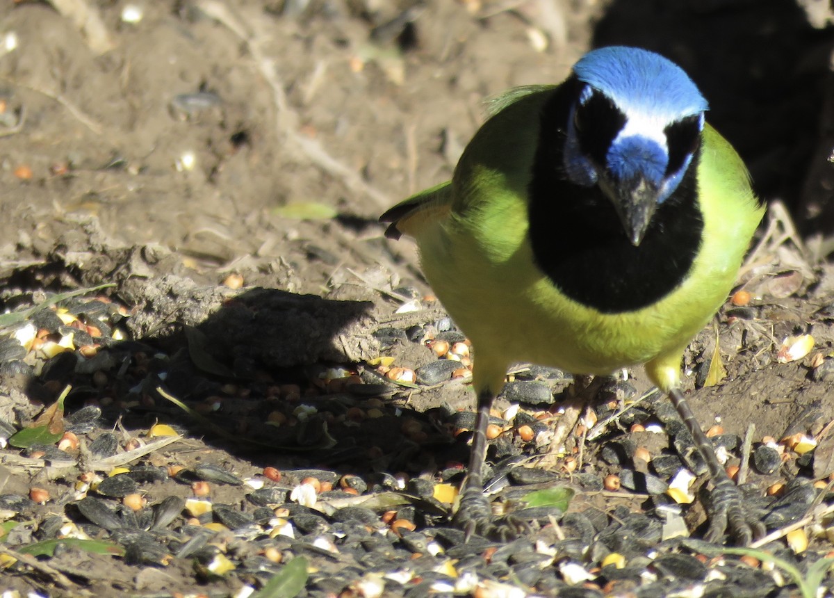 Green Jay - Lisa Cancade Hackett