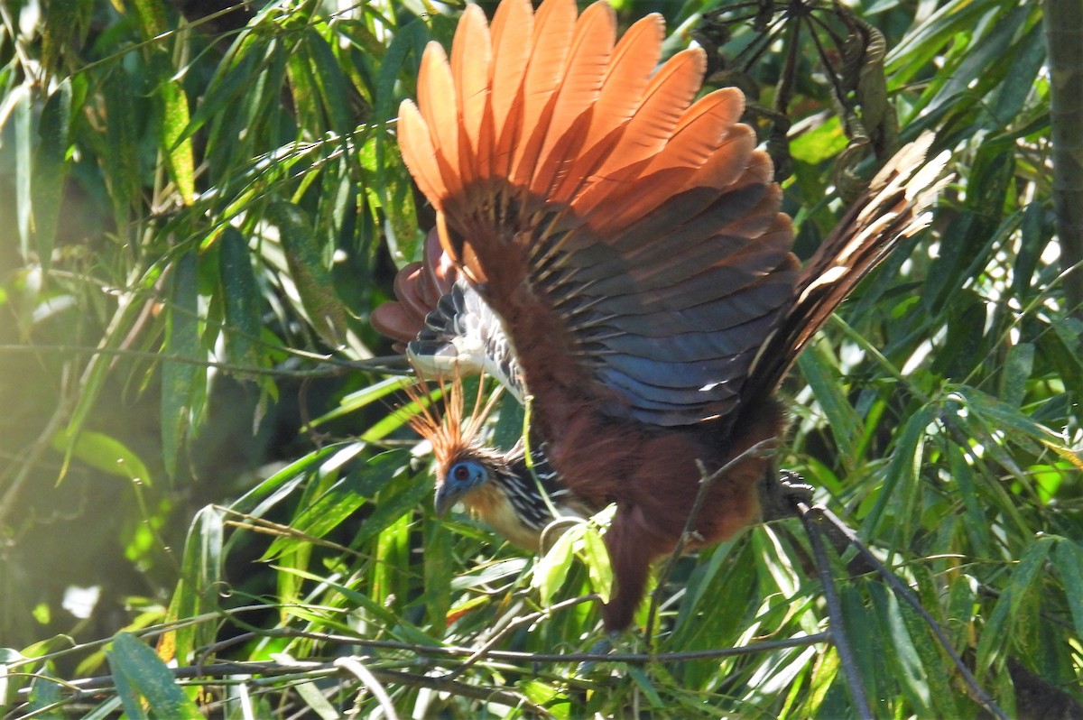 Hoatzin - vicky meissner