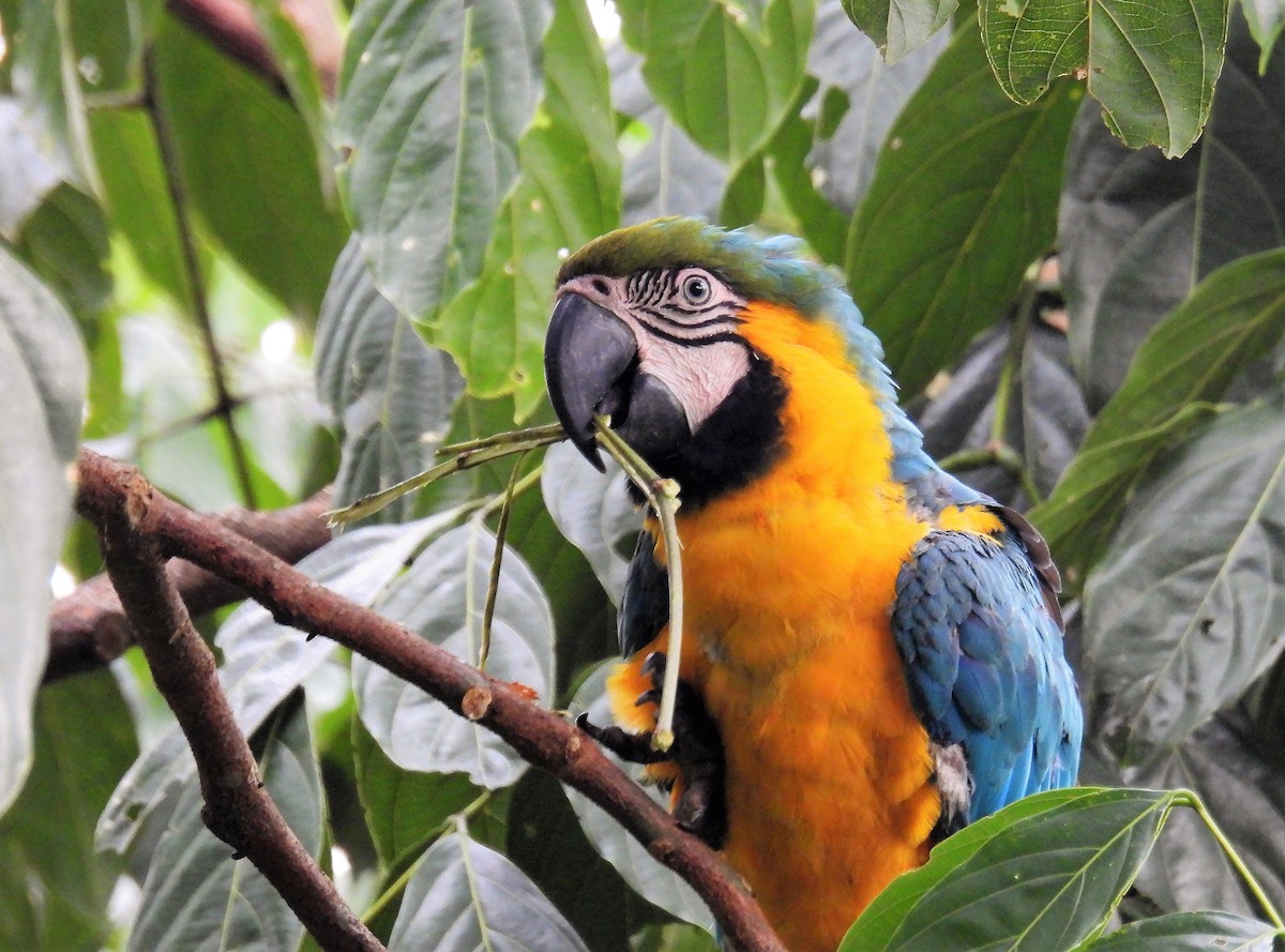 Blue-and-yellow Macaw - ML507840001