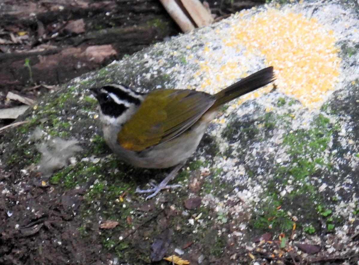 Pectoral Sparrow - ML507840191