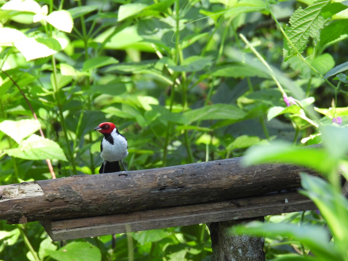 Red-capped Cardinal - ML507840351