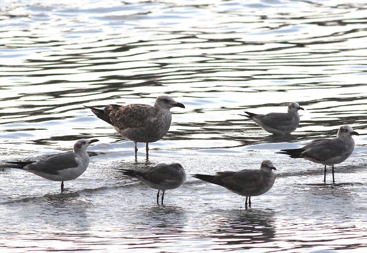 Lesser Black-backed Gull - ML50784041