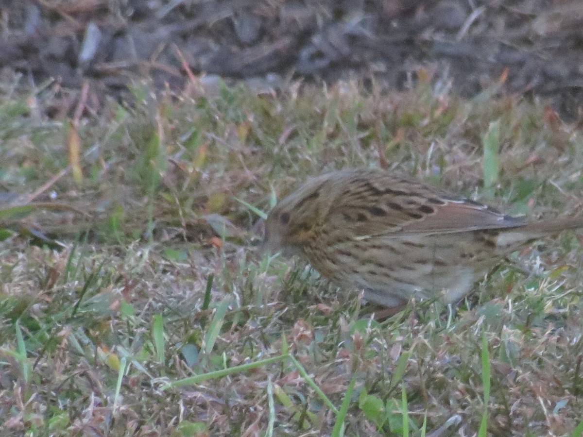 Lincoln's Sparrow - ML507840561