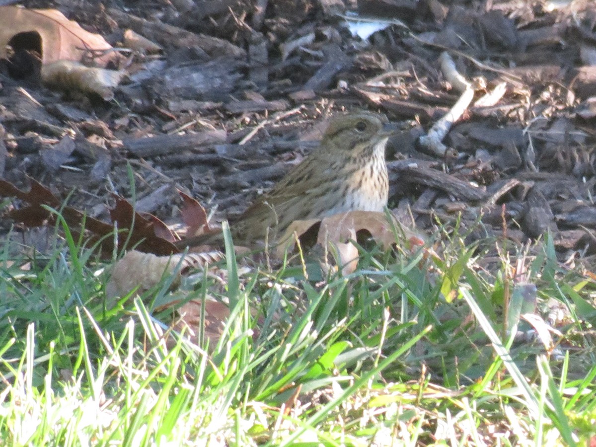 Lincoln's Sparrow - ML507840591