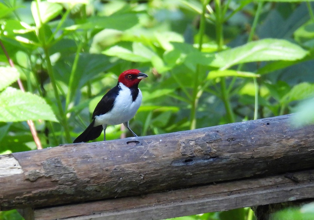 Red-capped Cardinal - ML507840761