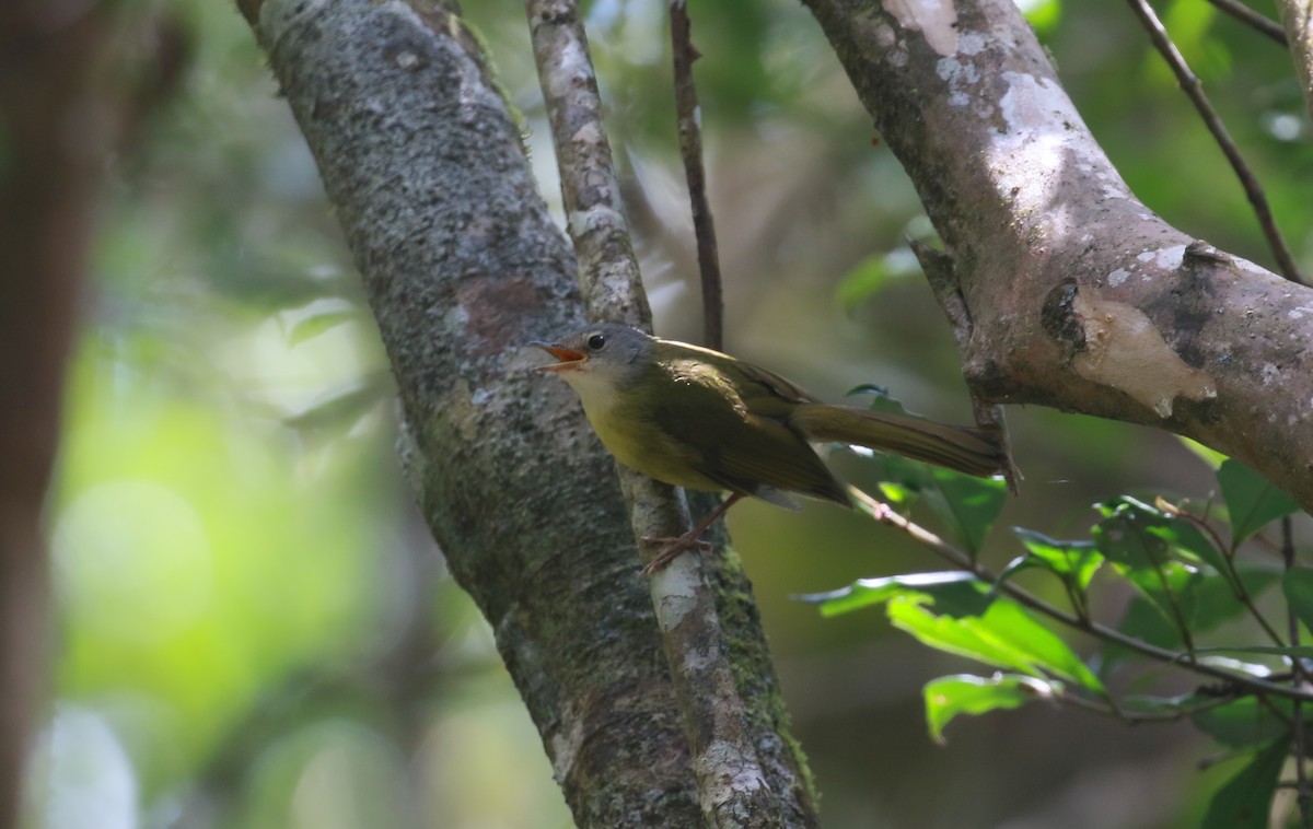 Gray-crowned Tetraka - ML507841331