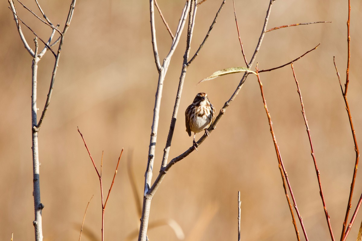 Song Sparrow - ML507844021