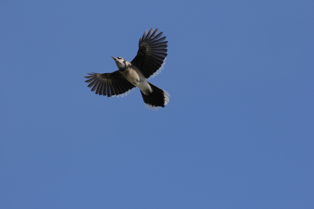 Blue Jay - Angus Pritchard