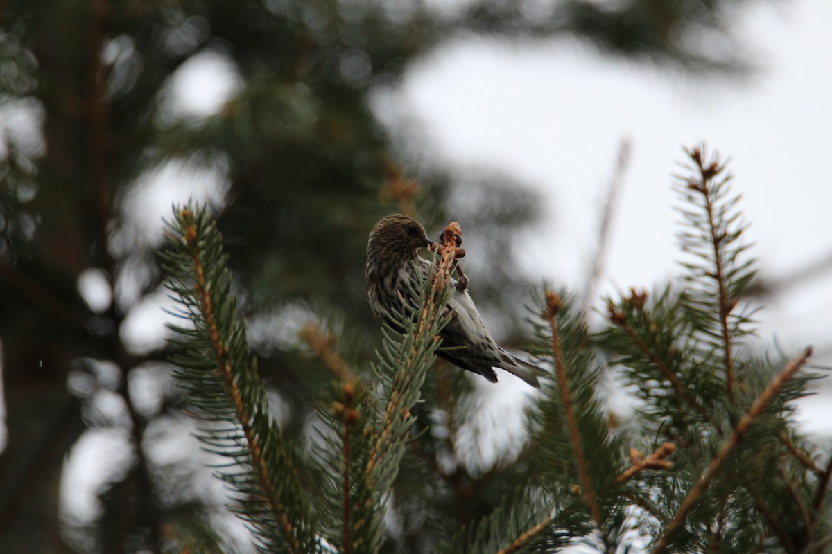 Pine Siskin - ML507845901