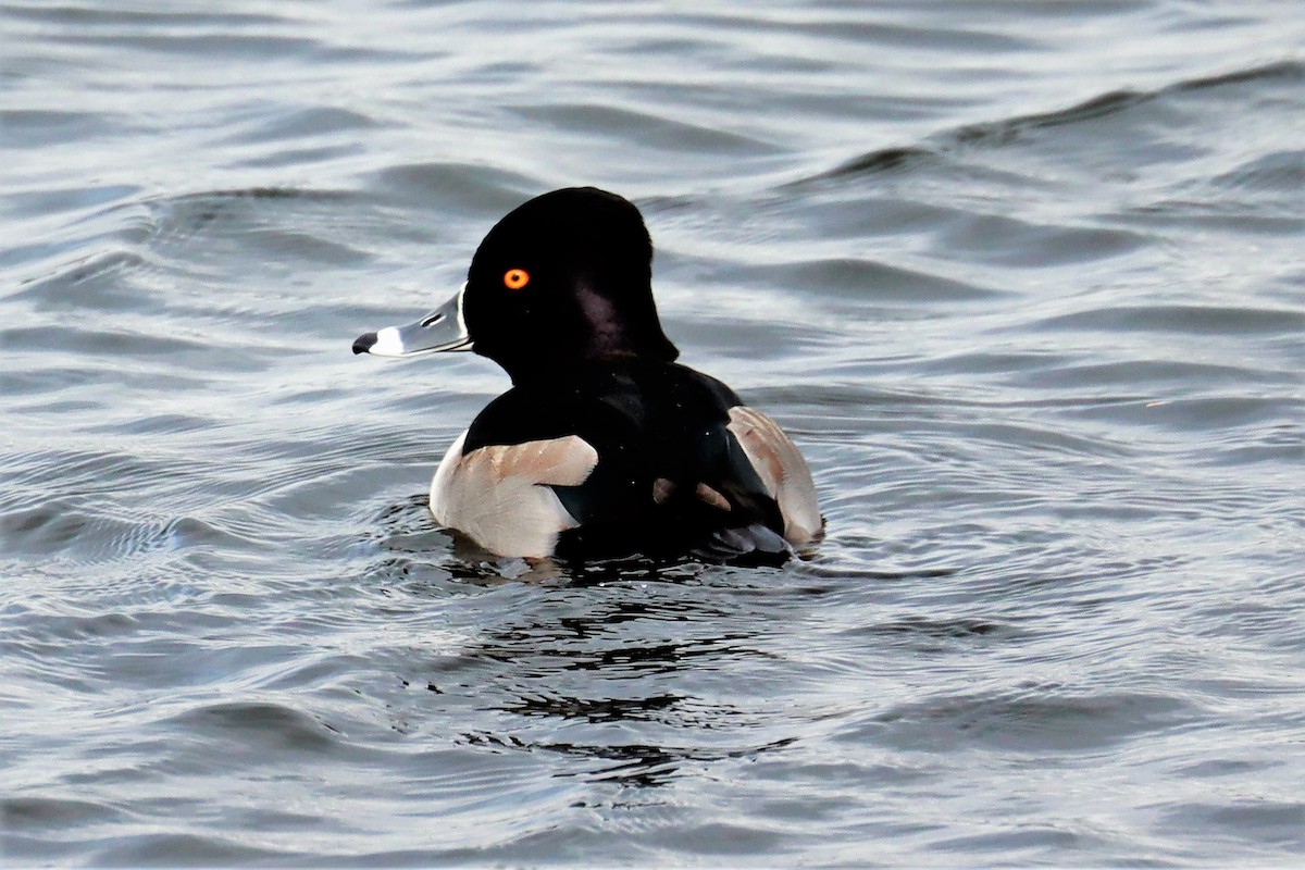 Ring-necked Duck - ML507846761