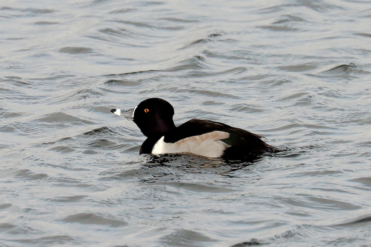 Ring-necked Duck - ML507846771