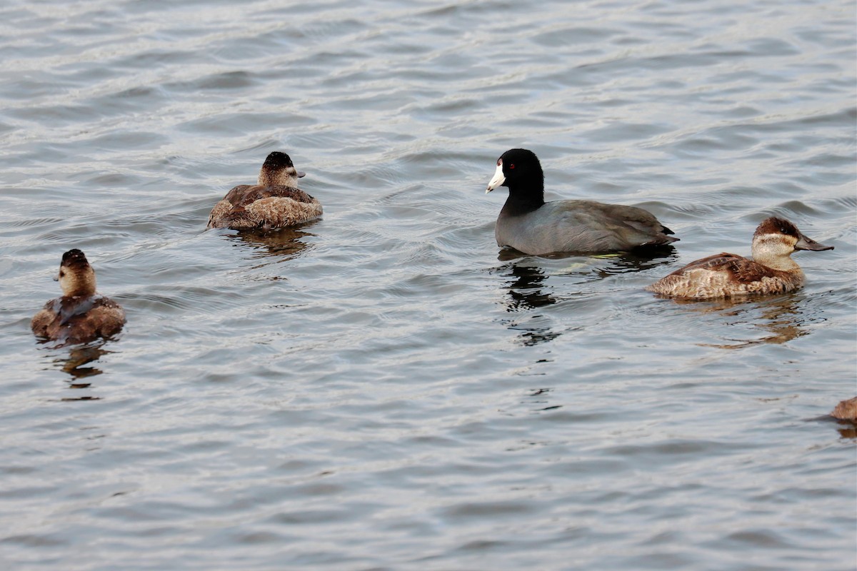 American Coot - ML507846901