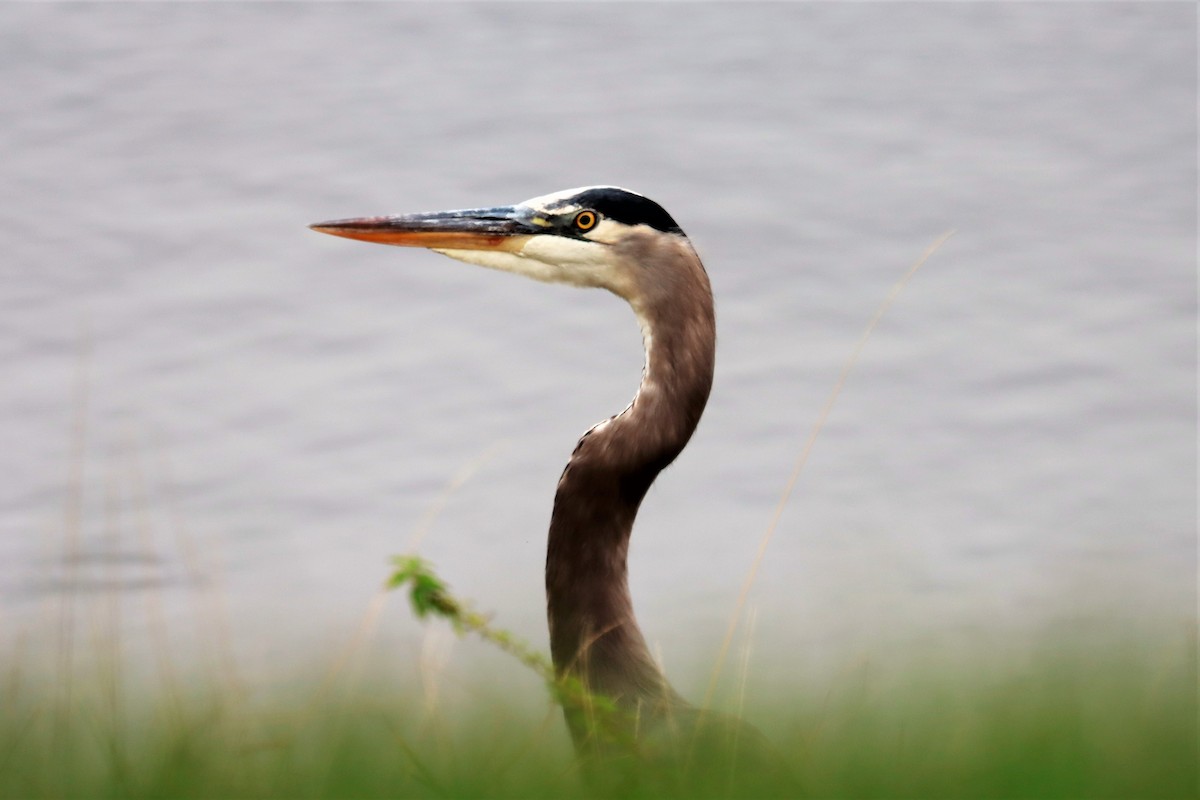 Great Blue Heron (Great Blue) - ML507847471