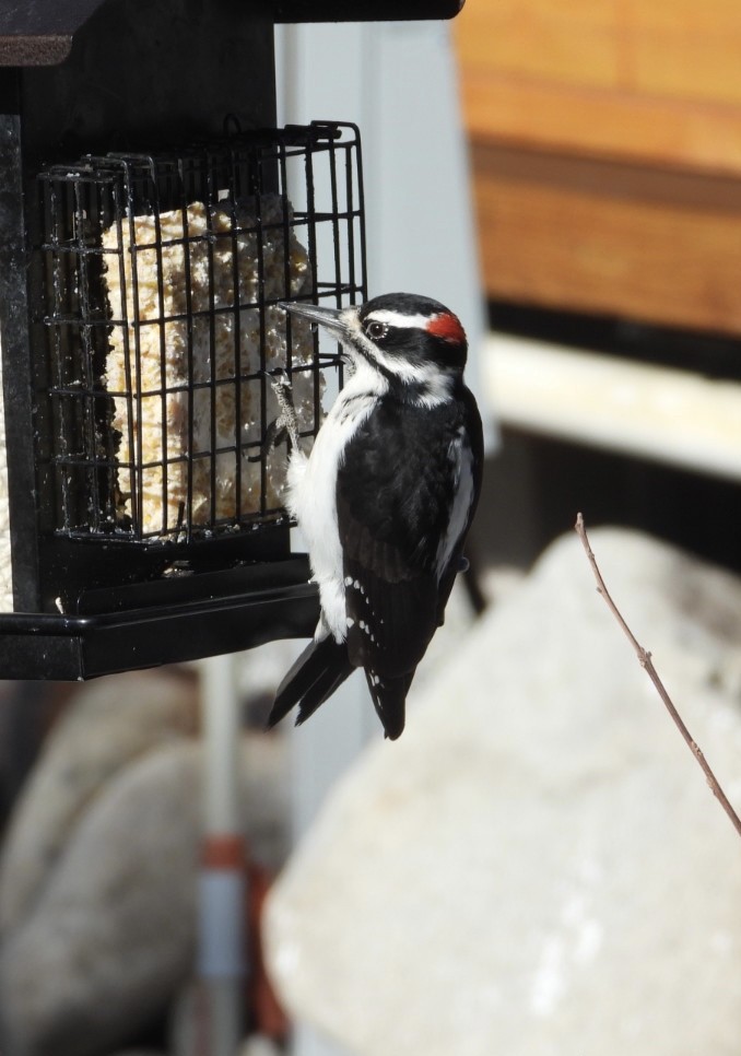 Hairy Woodpecker - ML507847681