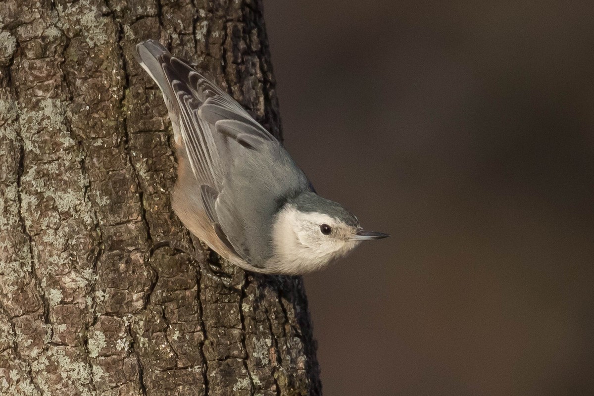 Weißbrustkleiber (aculeata/alexandrae) - ML50784771